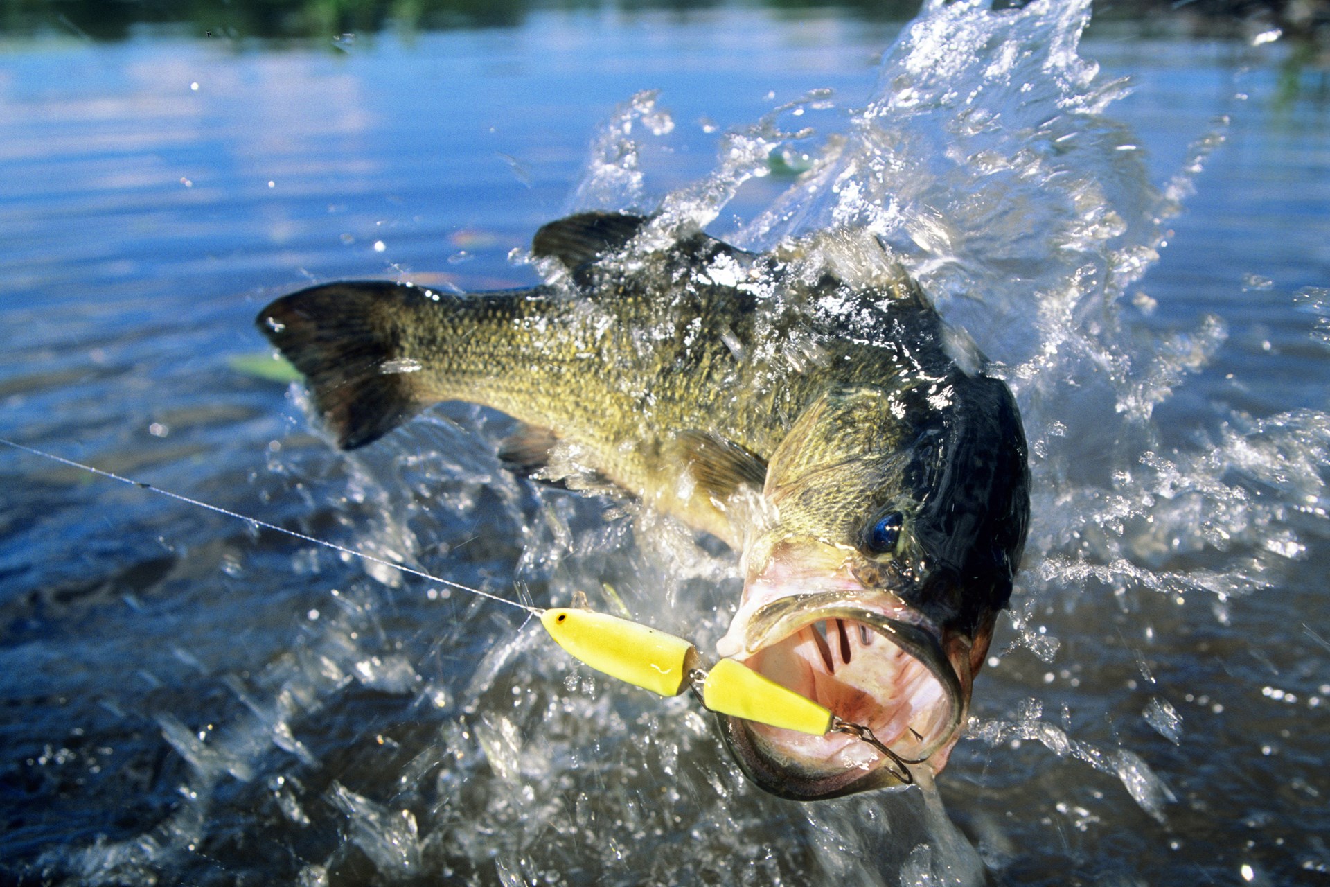 large-mouth-bass.jpg