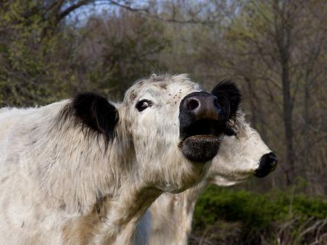 lynn-m-stone-white-galloway-cow-mooing.jpg