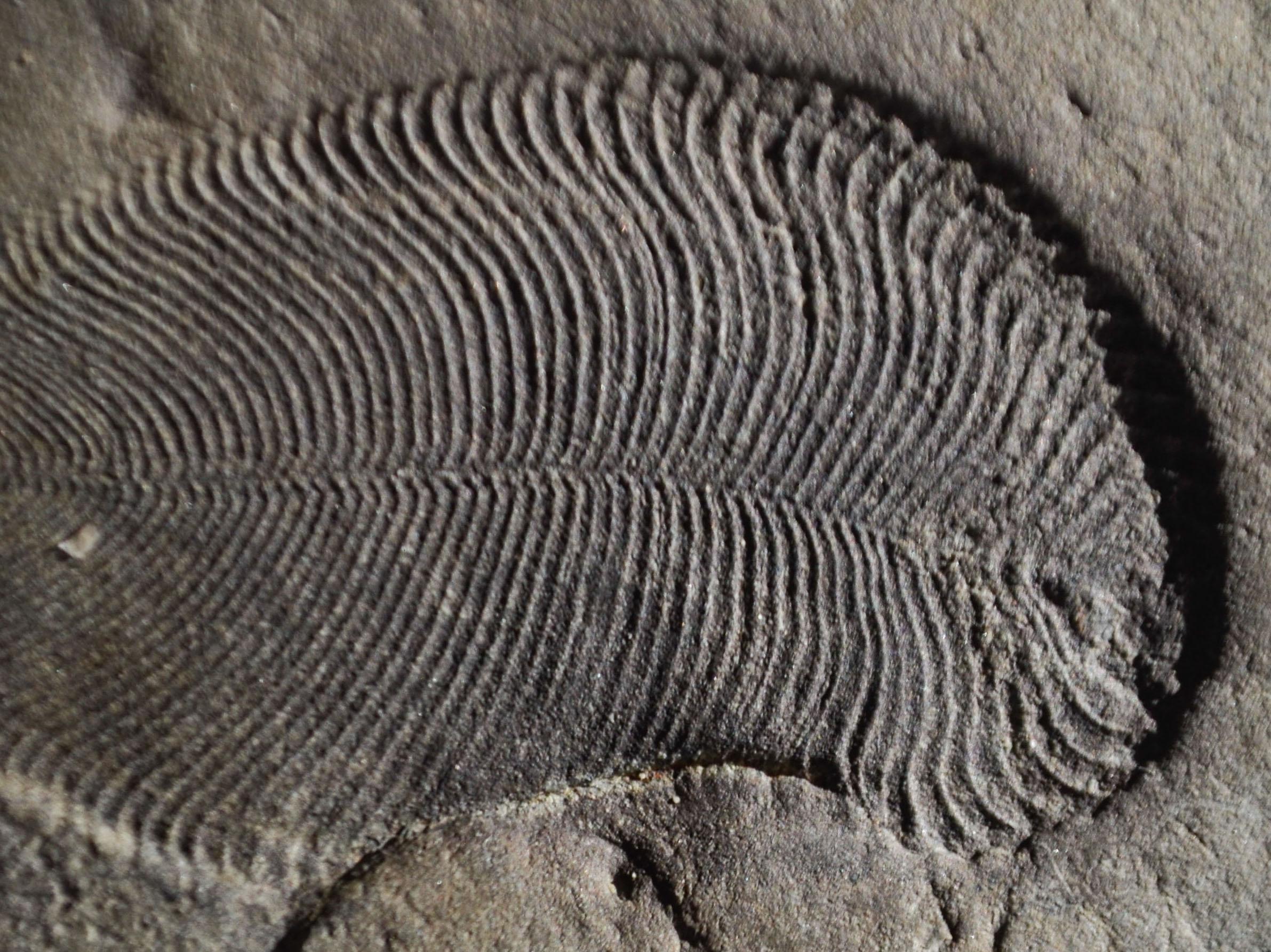 dickinsonia-fossil.jpg