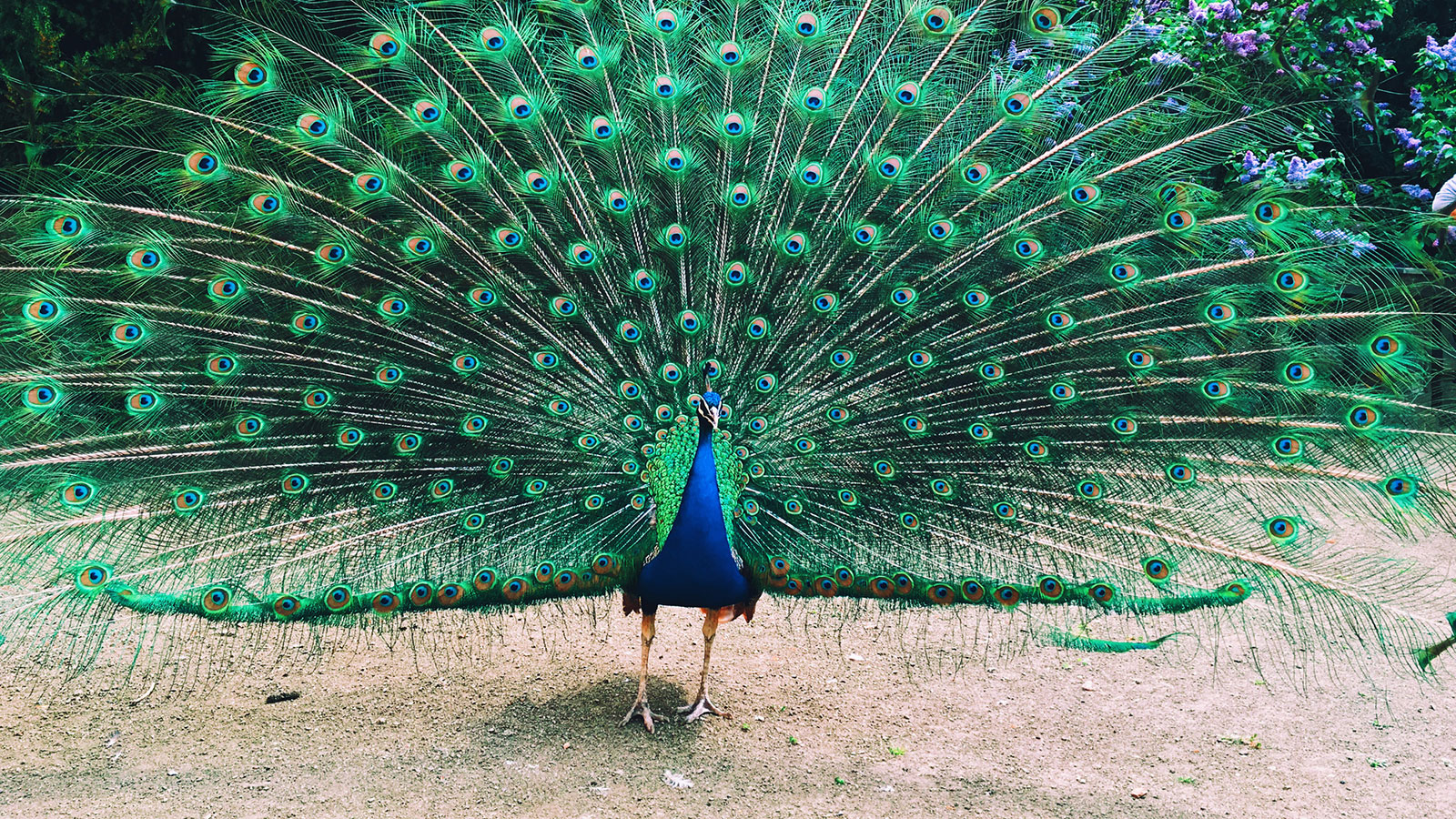 peacock-feathers.jpg