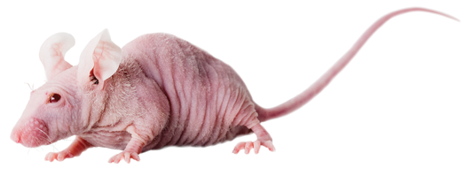 athymic-nude-mouse.png