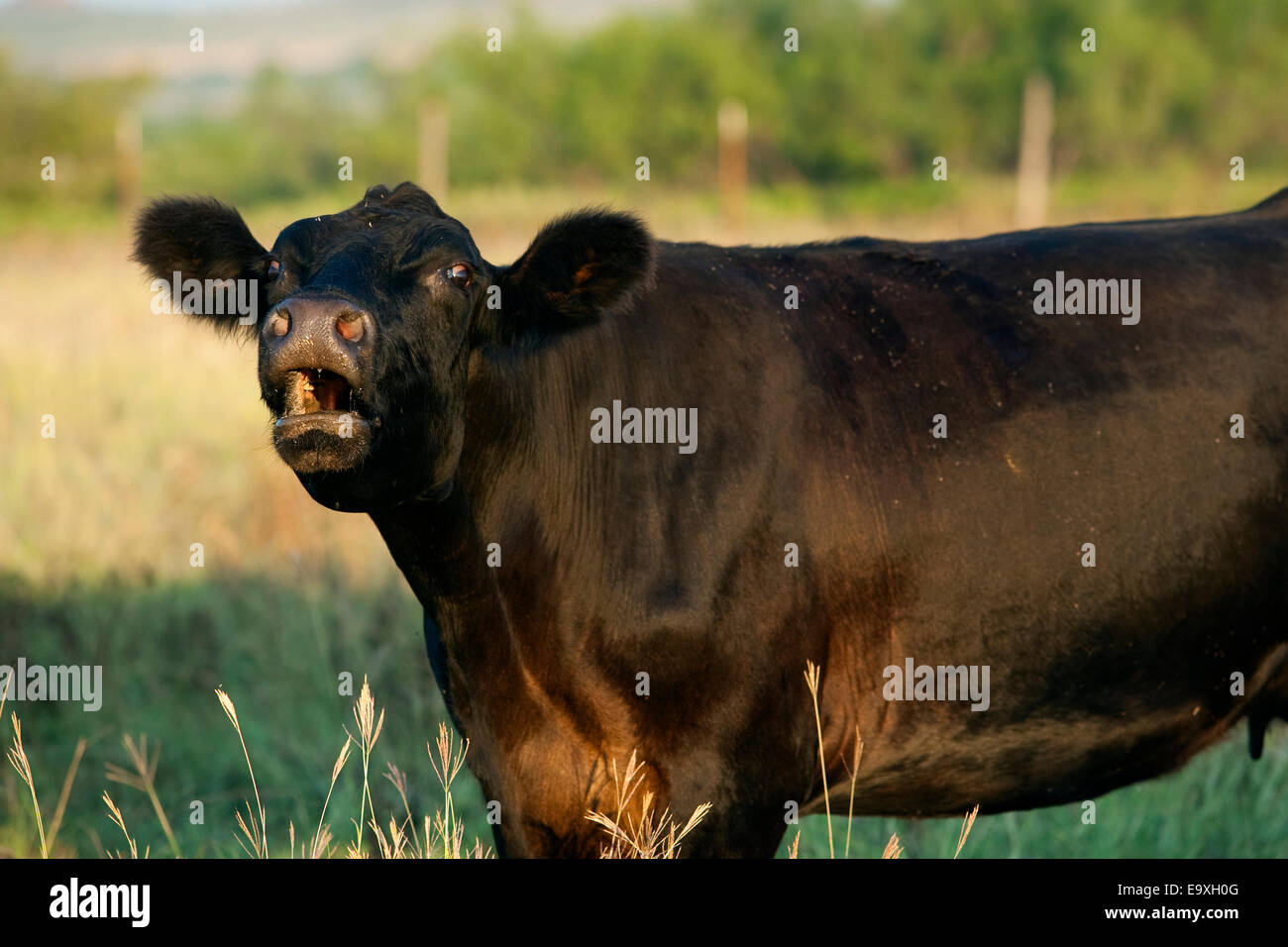 livestock-black-angus-cow-mooing-childress-texas-usa-E9XH0G.jpg