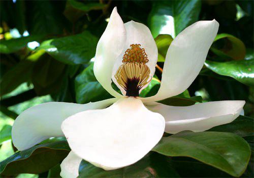 MagnoliaSouthernFlower02.jpg