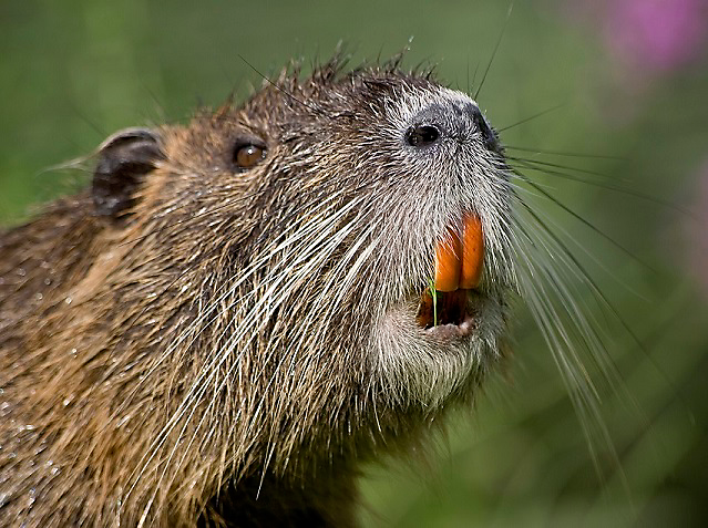 hh_us_nutria_teeth_iStock_13703433