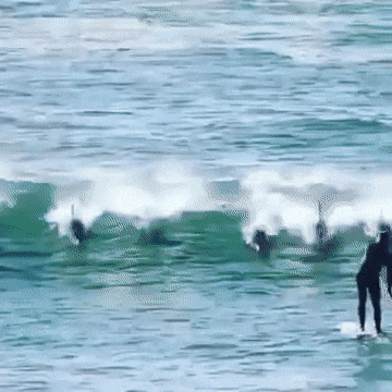 dolphin-hits-paddleboarder.gif