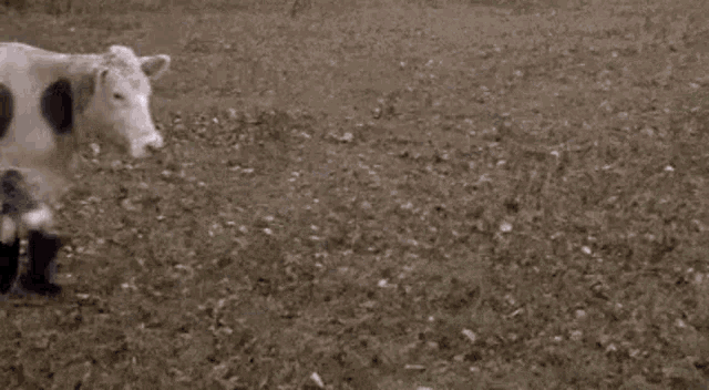 funny-cow.gif