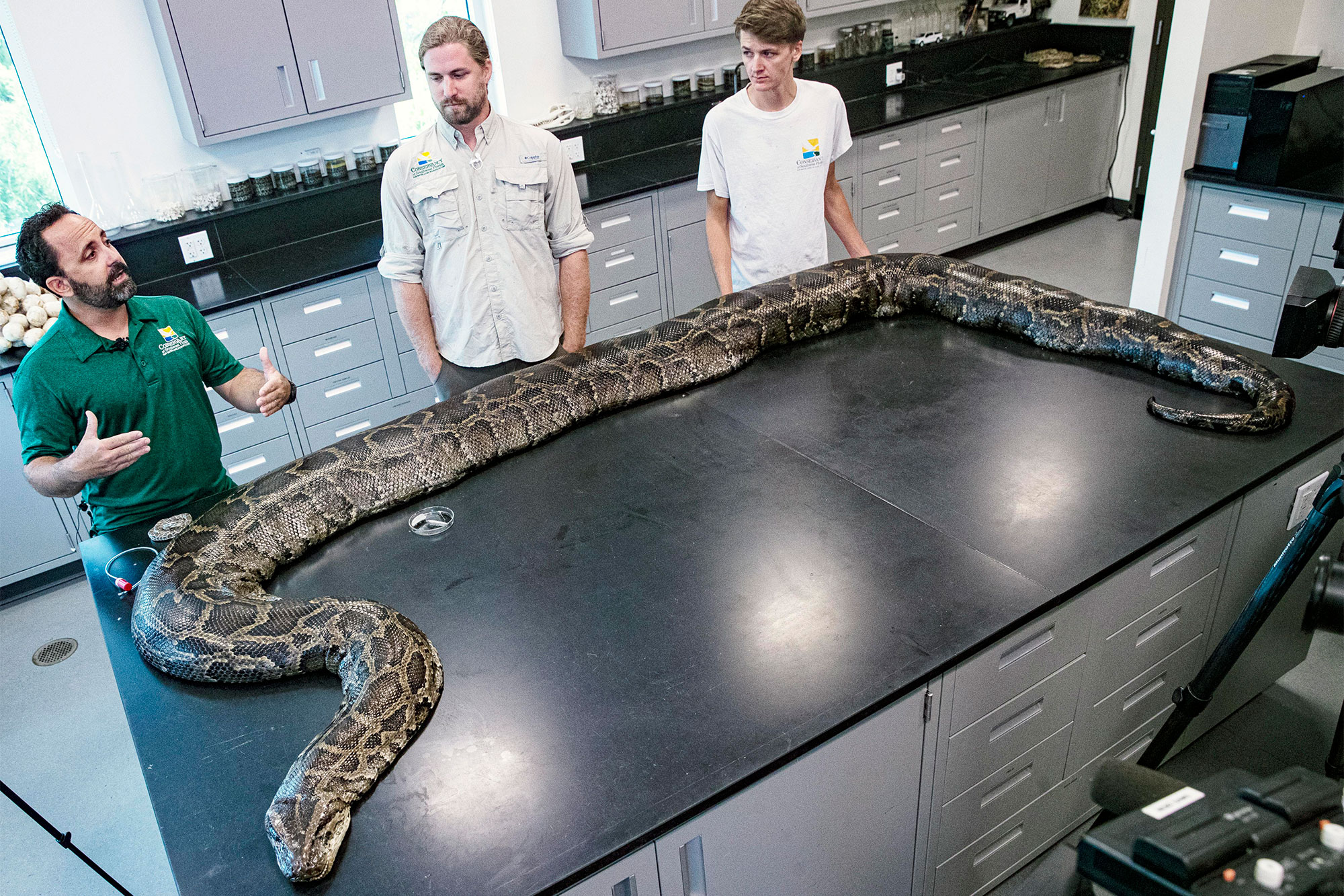 giant-python-814.jpg