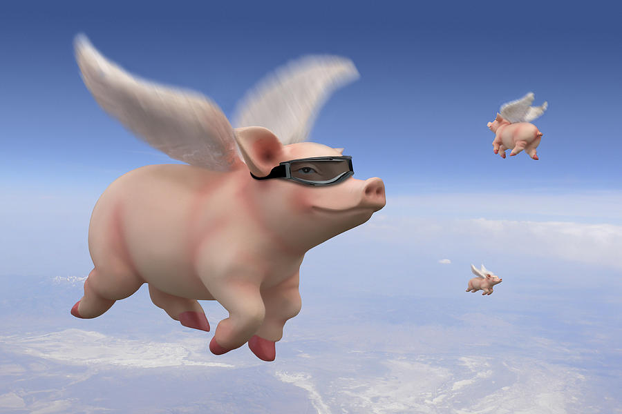 pigs-fly-mike-mcglothlen.jpg