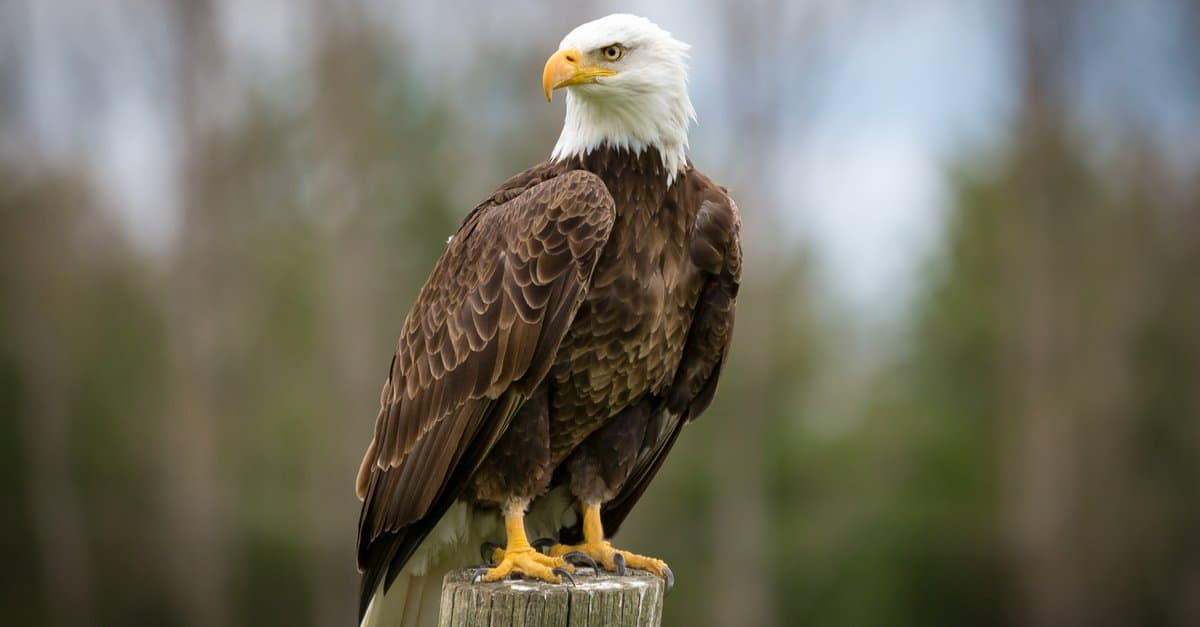 bald-eagle-header.jpg