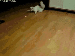 funny-gifs-crazy-crab-cat-chasing-laser-pointer.gif