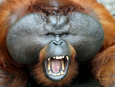 Orangutan,+Male.jpg