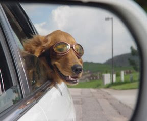 dog+in+the+car+window.jpg