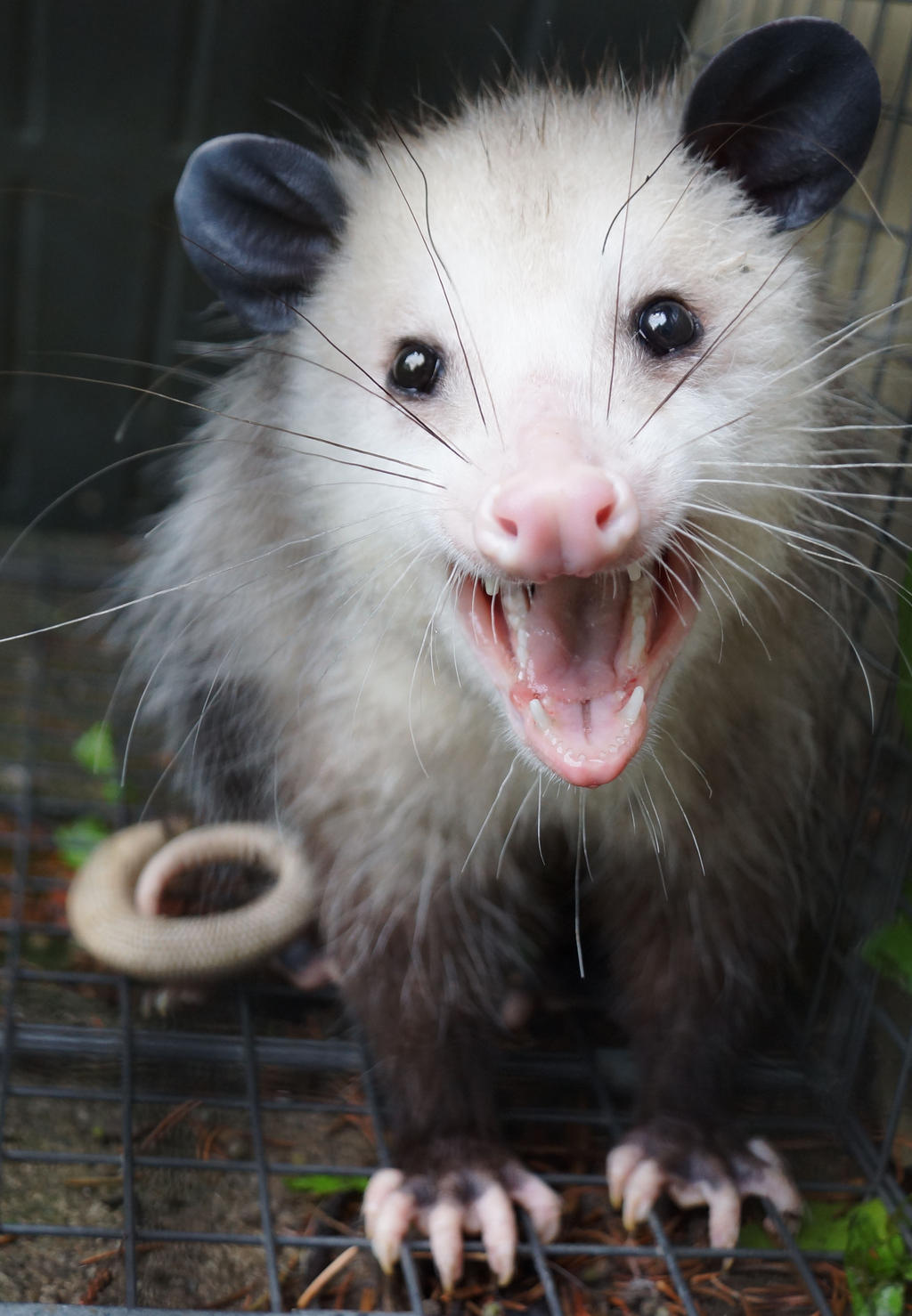 opossum_by_festung1-d6e19od.jpg