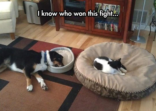 funny-dog-cat-bed-sleeping-wrong.jpg