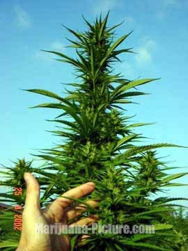 growing_marijuana_outdoors.jpg