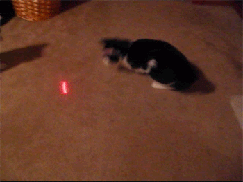 cat+chasing+laser.gif