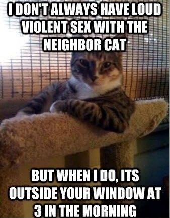 Loud-Violent-Funny-Annoying-Cat-Sex-Meme.jpg