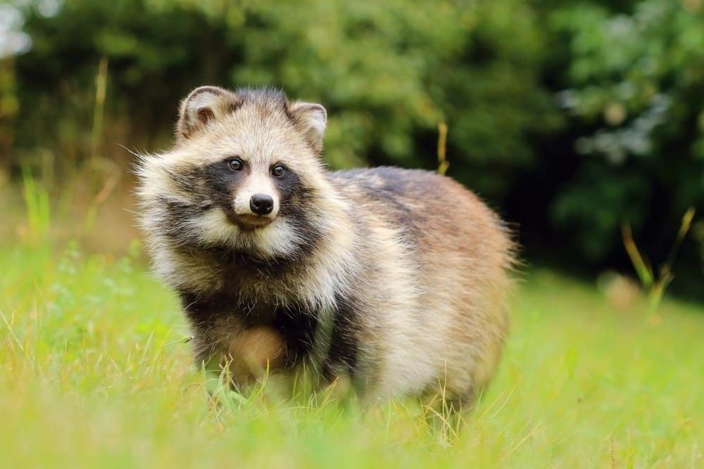 raccoon-dog-1.jpg
