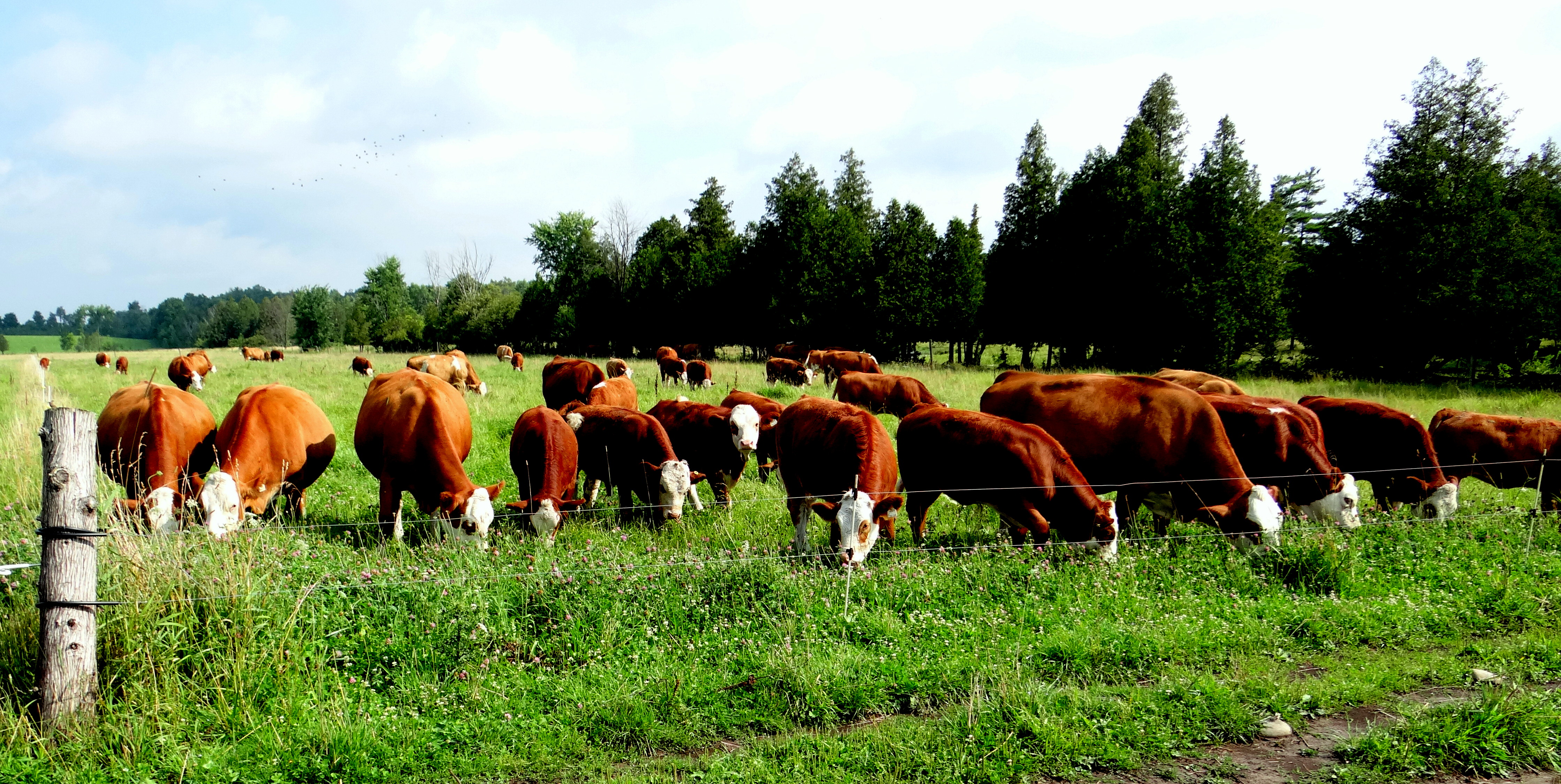 cows-on-grass-greenestdsc01080.jpg
