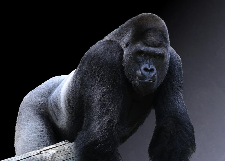 strong-male-gorilla-debi-dalio.jpg
