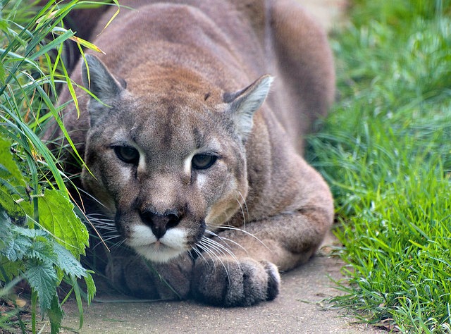 Cougar-ready-to-pounce.jpg