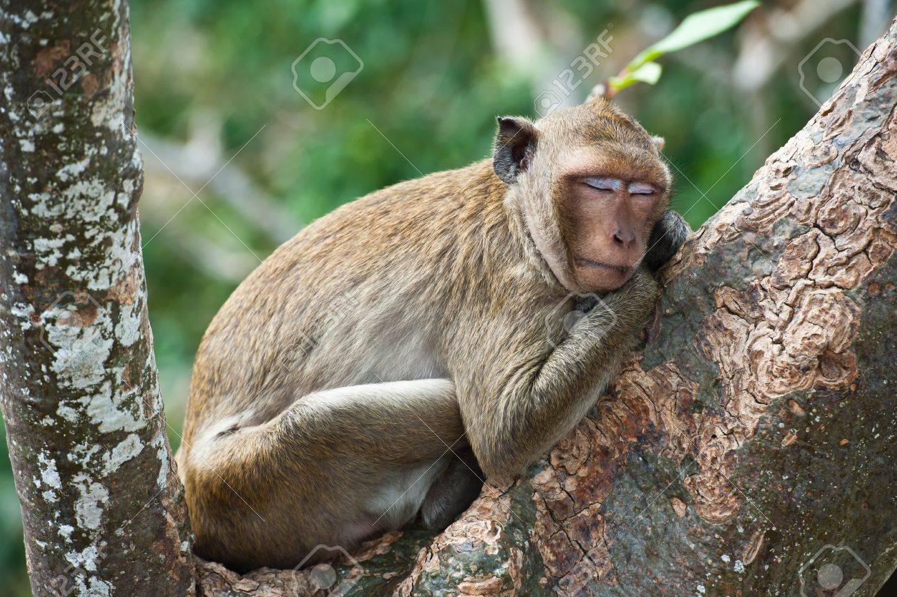 10748060-monkey-sleeping-on-tree.jpg