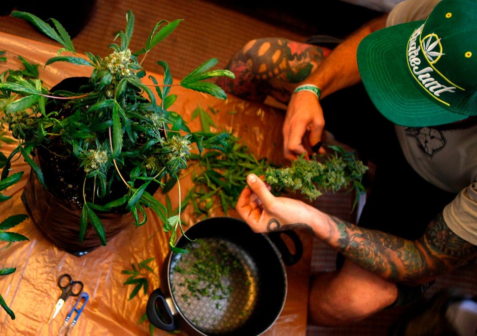 cannabis-plants.jpg