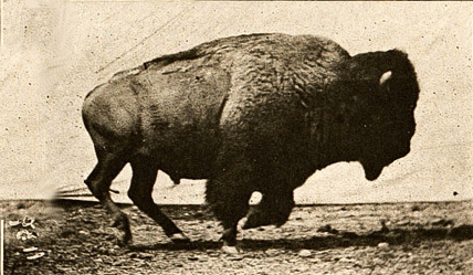 Muybridge-buffalo.gif