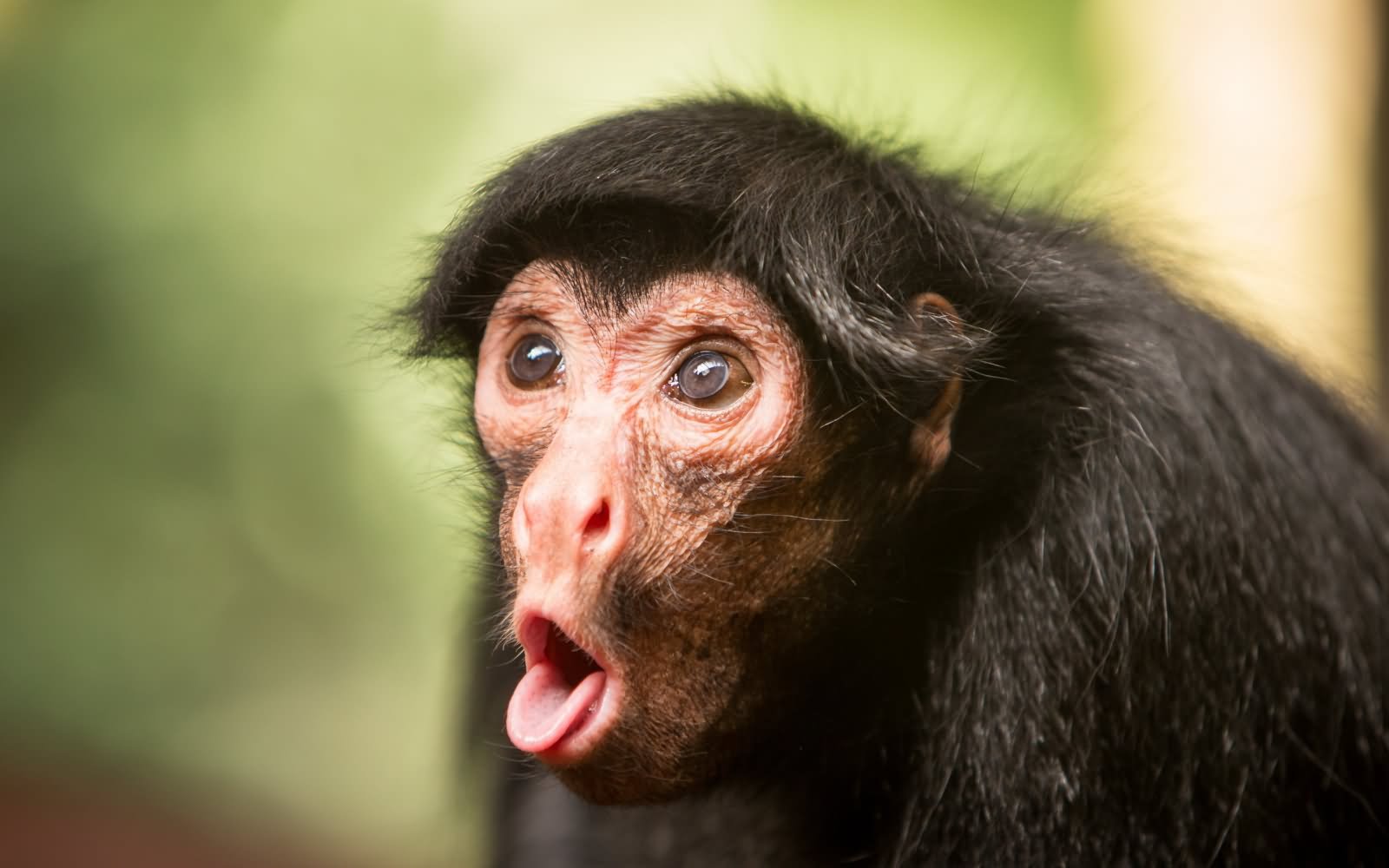 Funny-Monkey-Making-Pouting-Face.jpg