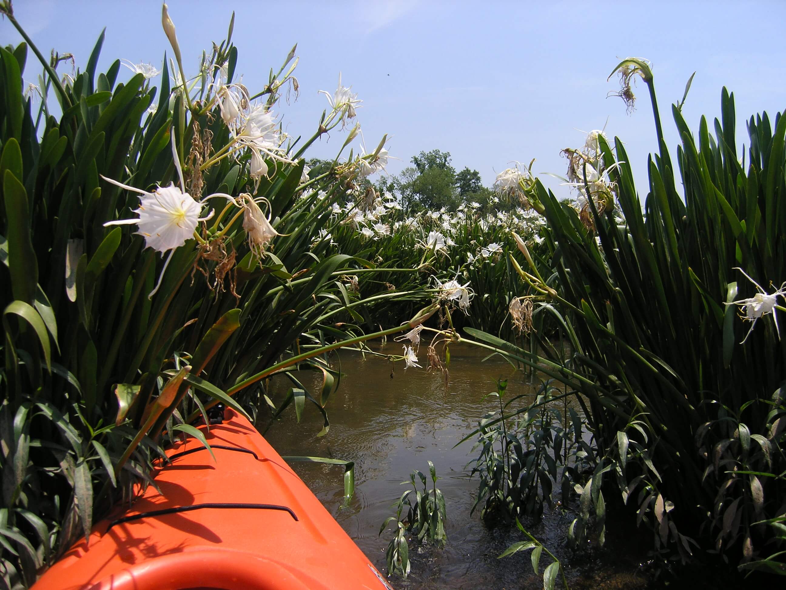 Rocky-Shoals-Water-Lilies-and-Kayak.jpg